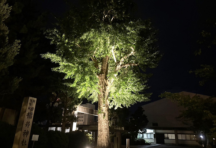 全国から人が来るイチョウの木